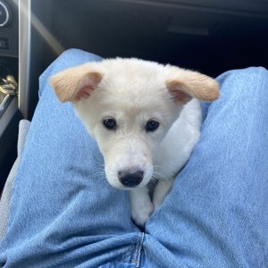 강아지 고양이 분양