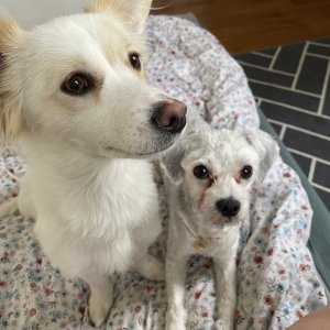 강아지 고양이 분양