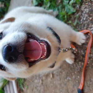 강아지 고양이 분양