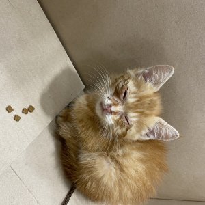 강아지 고양이 분양
