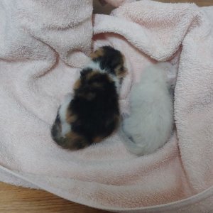 강아지 고양이 분양