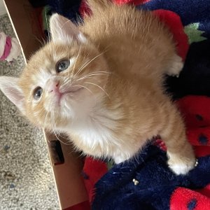 강아지 고양이 분양