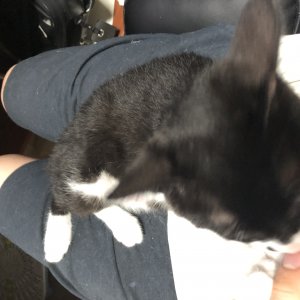 강아지 고양이 분양