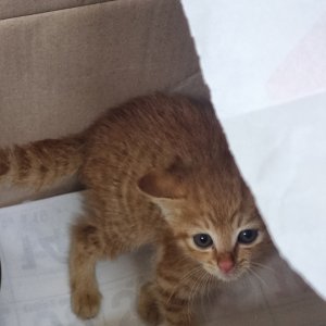 강아지 고양이 분양