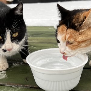 강아지 고양이 분양