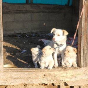 강아지 고양이 분양