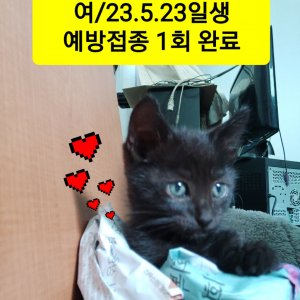 강아지 고양이 분양