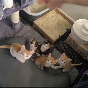 강아지 고양이 분양
