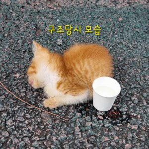 강아지 고양이 분양