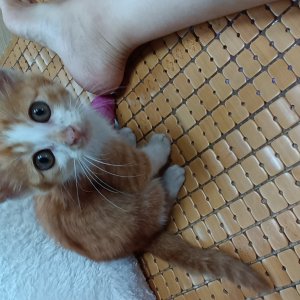 강아지 고양이 분양