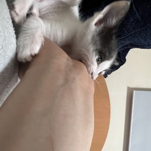 강아지 고양이 분양