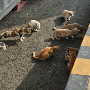 강아지 고양이 분양