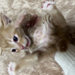 강아지 고양이 분양