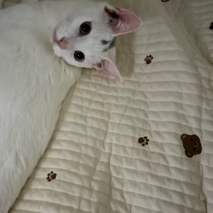 강아지 고양이 분양