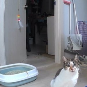 강아지 고양이 분양