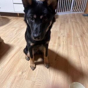강아지 고양이 분양