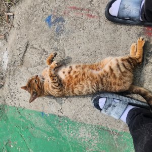 강아지 고양이 분양