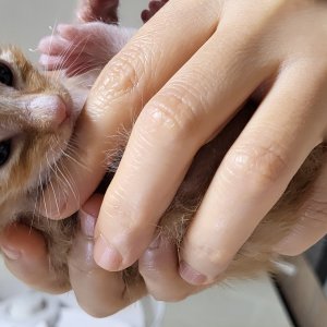 강아지 고양이 분양