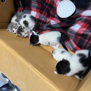 강아지 고양이 분양