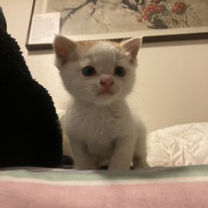 강아지 고양이 분양