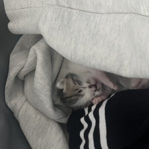강아지 고양이 분양