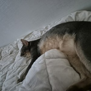 강아지 고양이 분양