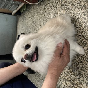 강아지 고양이 분양