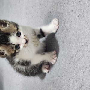 강아지 고양이 분양