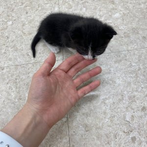 강아지 고양이 분양