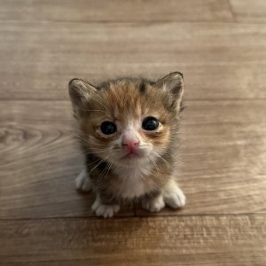 강아지 고양이 분양
