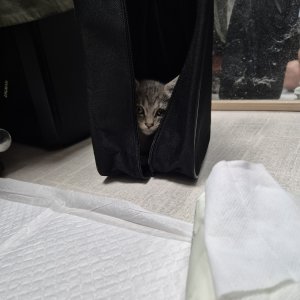 강아지 고양이 분양