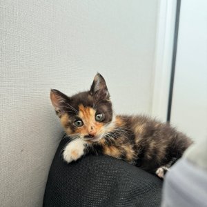 강아지 고양이 분양