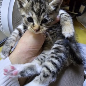 강아지 고양이 분양