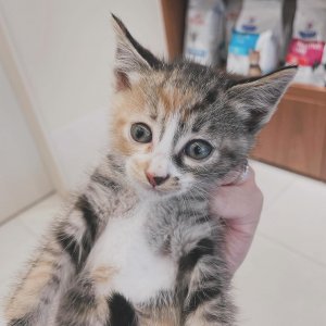 강아지 고양이 분양