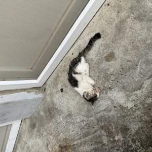 강아지 고양이 분양