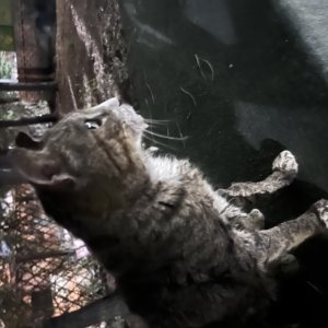 강아지 고양이 분양