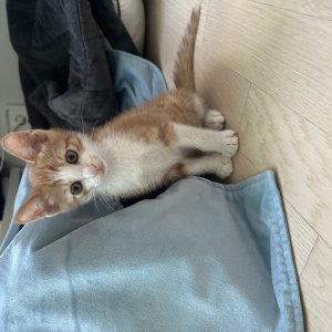 강아지 고양이 분양