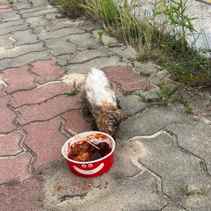 강아지 고양이 분양