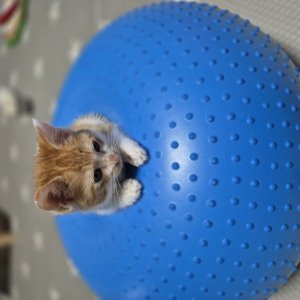 강아지 고양이 분양