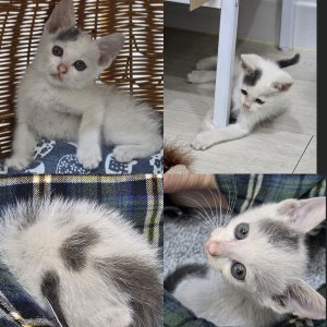 강아지 고양이 분양