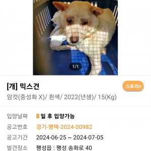 강아지 고양이 분양