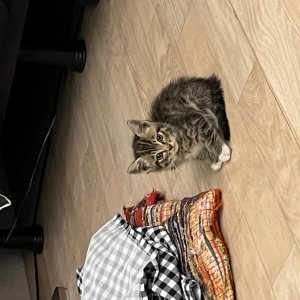 강아지 고양이 분양
