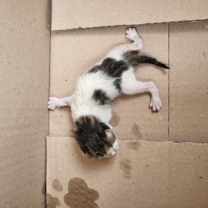 강아지 고양이 분양