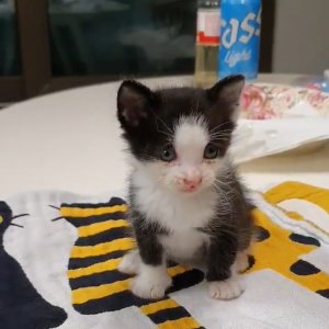 강아지 고양이 분양