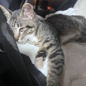 강아지 고양이 분양