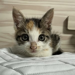 강아지 고양이 분양