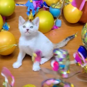 강아지 고양이 분양