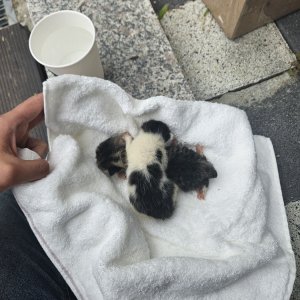 강아지 고양이 분양