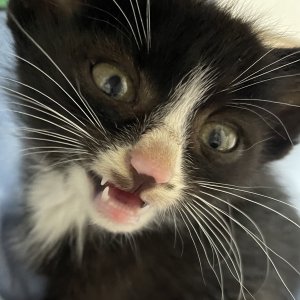 강아지 고양이 분양
