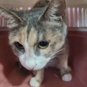 강아지 고양이 분양
